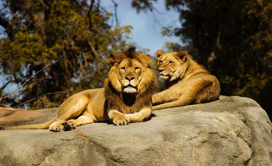 Moscow Zoo