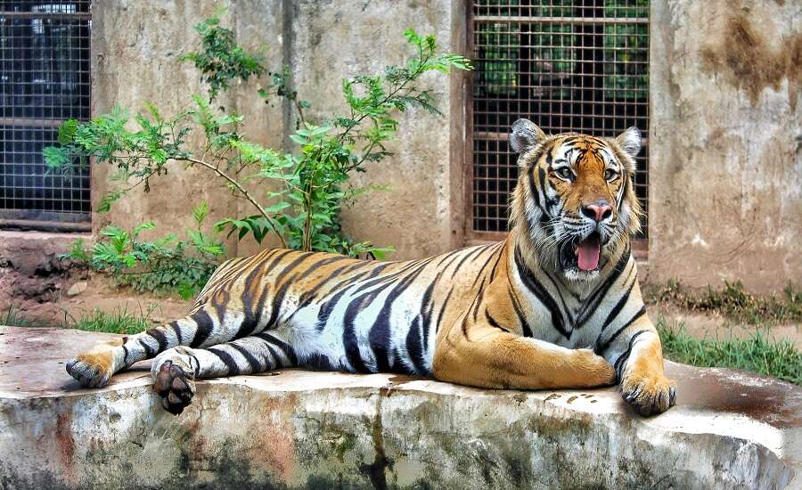 Kaliningrad Zoo