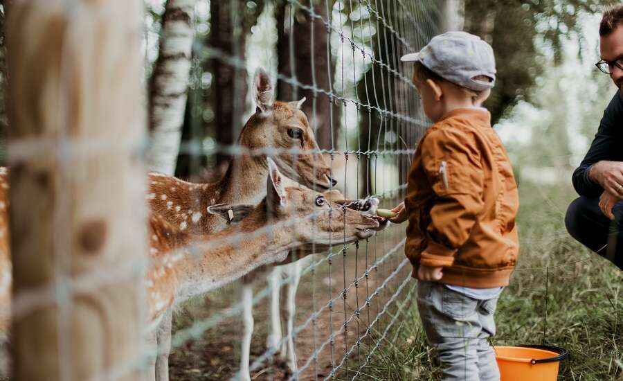 Zoos in Russia
